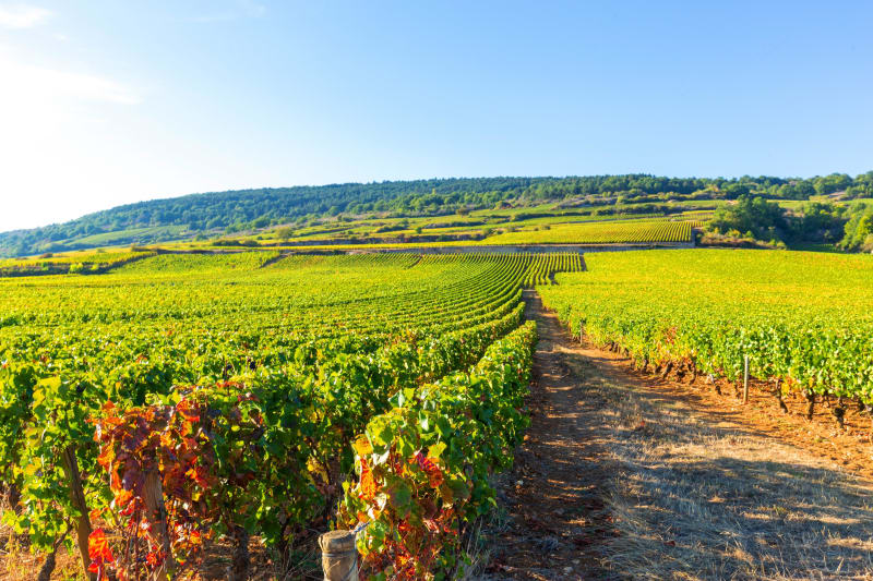 Excursion à La Roche-Vineuse et aventure époustouflante - La Roche-Vineuse