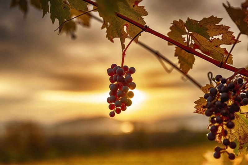Balade autour d'Azé et découverte des vignobles bourguignons - Azé