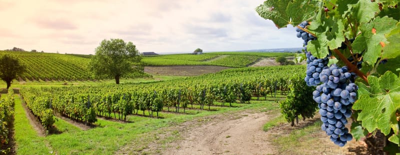 Vignes et châteaux de Charnay-les-Mâcon - Charnay-lès-Mâcon