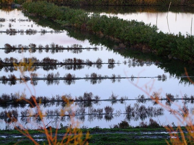 Dans les marais de Müllembourg et paradis des oiseaux - Noirmoutier