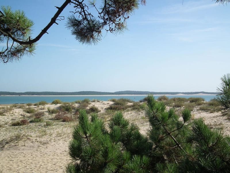 Immersion en forêt de Saint-Trojan et vue sur mer - Saint-Trojan-les-Bains