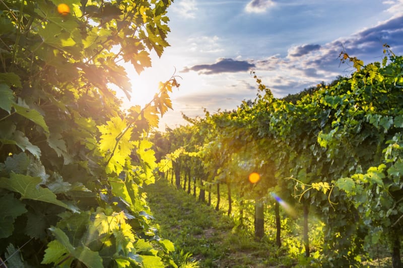 De Ners à Sainte-Anastasie à travers les vignobles - Ners