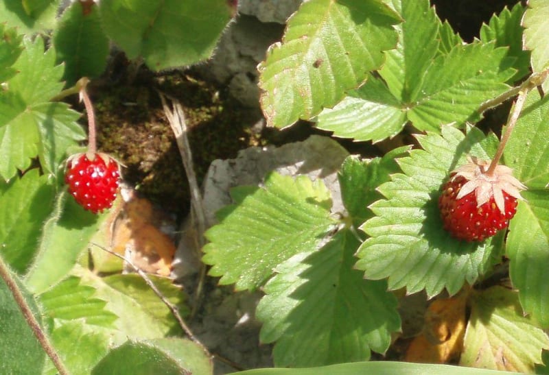Samer, son bocage et ses fraises - Samer