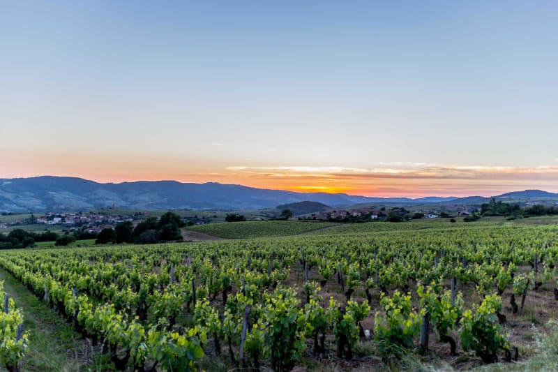 Vignes du Beaujolais depuis Saint-Étienne-des-Oullières - Saint-Étienne-des-Oullières