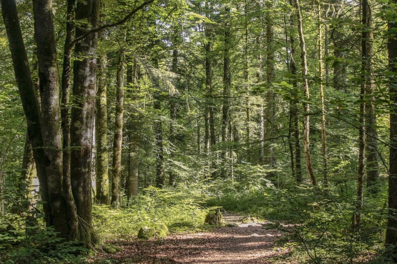 Randonnée dans la forêt d'Écouves - Saint-Nicolas-des-Bois