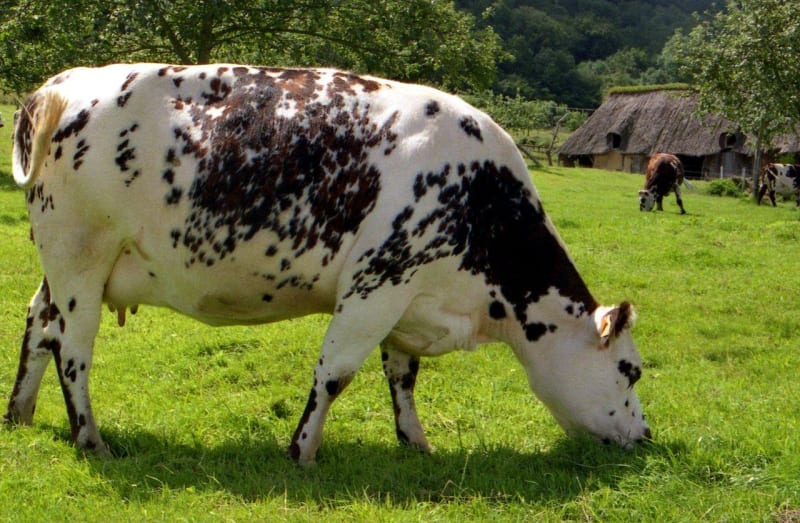 De quoi en faire un fromage à Camembert - Camembert