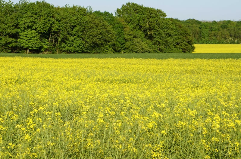 Forêt de Jouy et bout du GR® 11 depuis Chenoise - Chenoise