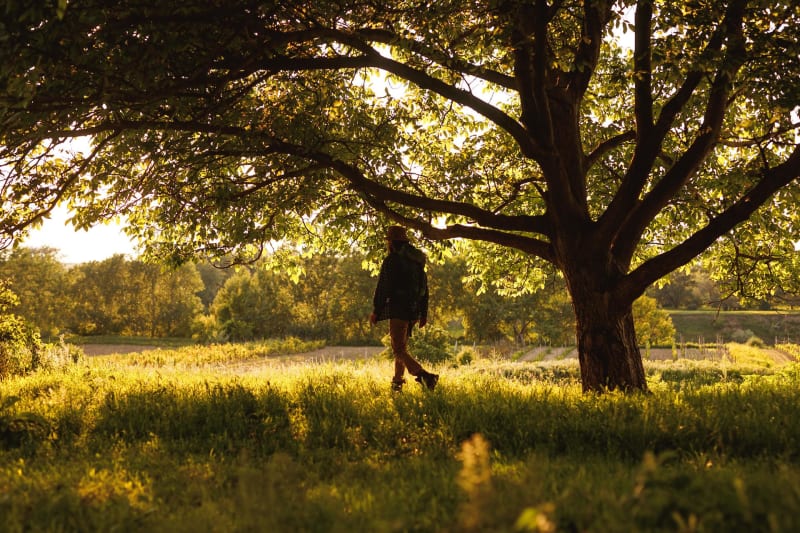 Balade dans les bois de Montmorency - Domont