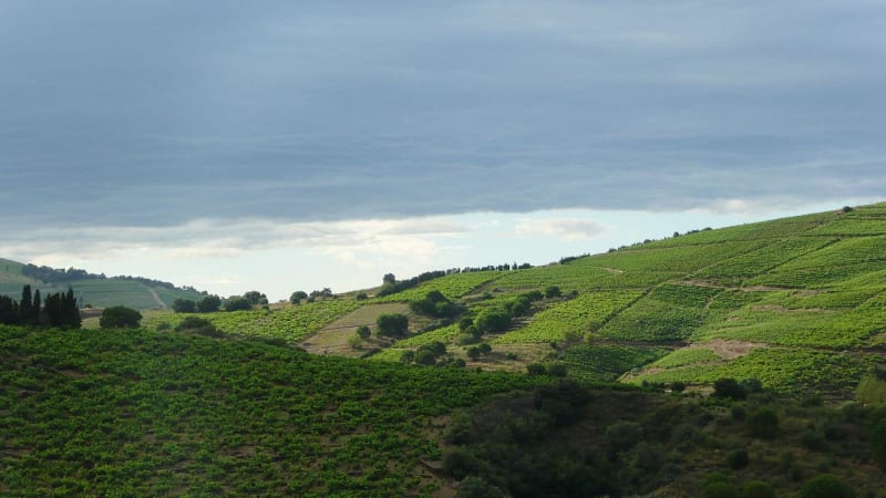 Vignobles de Banyuls-sur-Mer et GR® 10 - Banyuls-sur-Mer