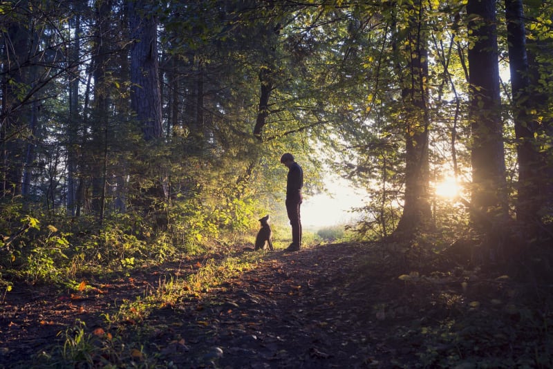 Balade dans les bois de Chantilly - Chantilly