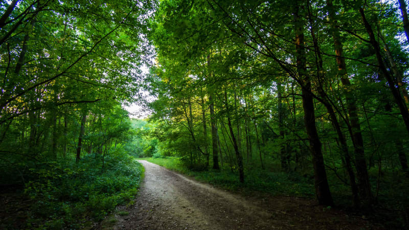 Forêt domaniale de Montceaux et petit bout du GR® 11 - Germigny-l'Évêque