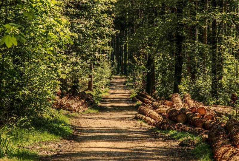 Uitstapje naar het Notre-Dame State Forest - Pontault-Combault