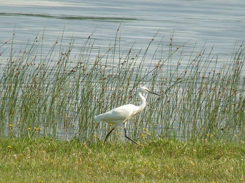 Autour du lac d'Aureilhan à Mimizan - Mimizan