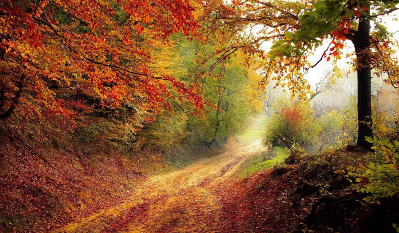 Entre forêts et étangs à Gretz-Armainvilliers - Gretz-Armainvilliers