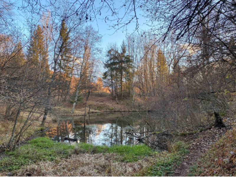 Marres des 3 Gouilles et bain de forêt autour de Servoz - La Cote, Servoz