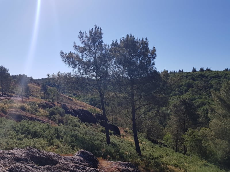 Brocéliande en zijn legendarische bos - Paimpont