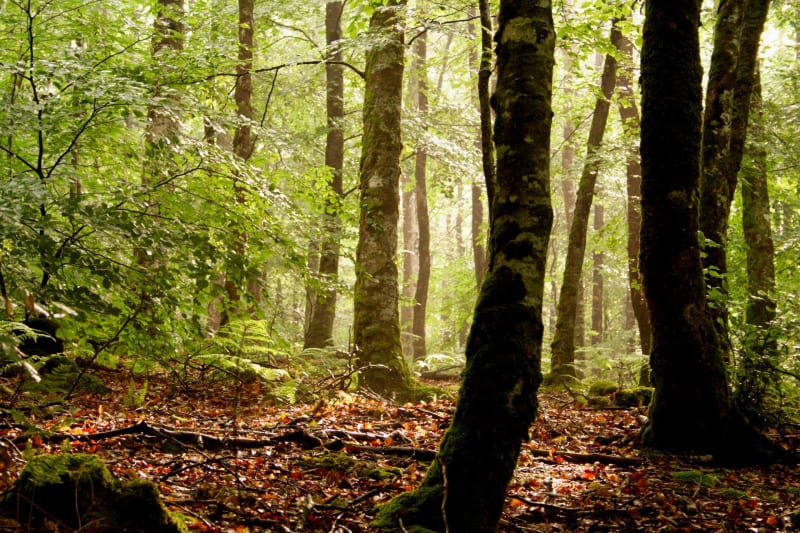 Forêt de Sénart et douce évasion depuis Tigery - Tigery