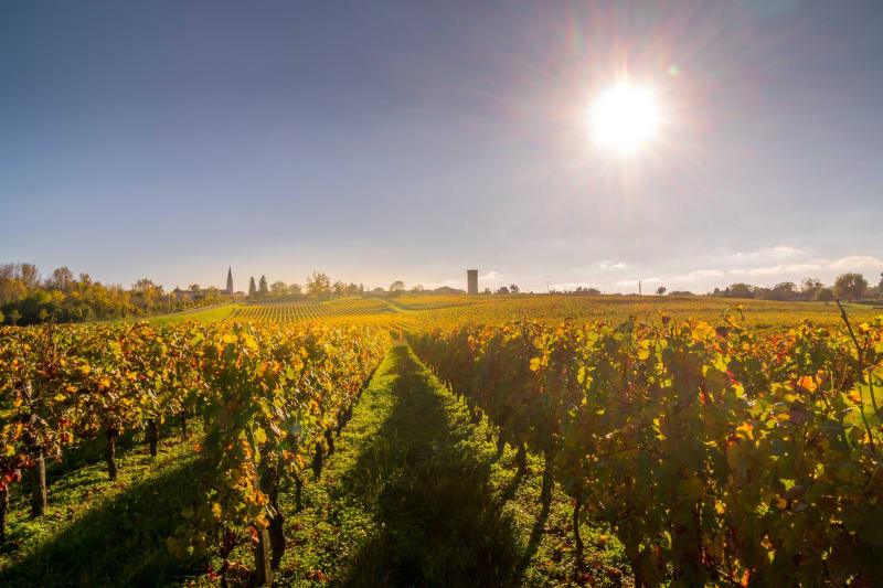 Vignes de Couquèques et estuaire de la Gironde - Couquèques