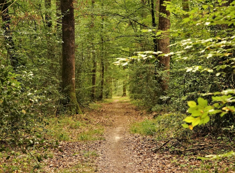 Entre bois de Montmorency et champs à Frépillon - Frépillon