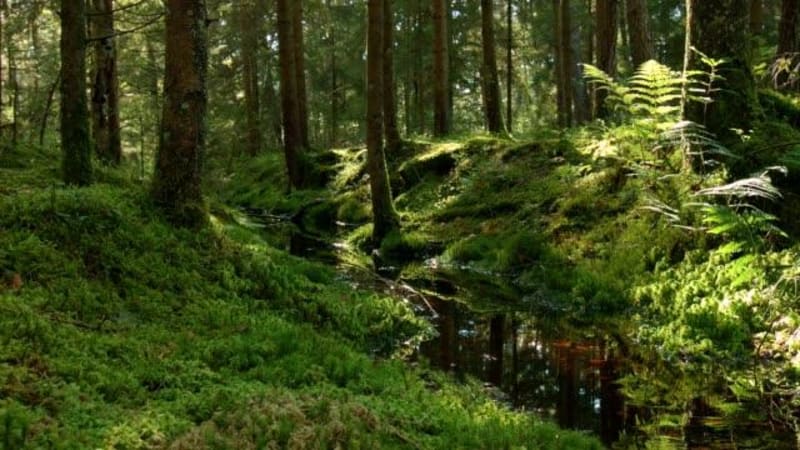 Ontdekking van het Roaillan-bos - Senses, Léogeats