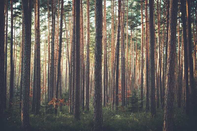 Guillos et sa forêt de pins - Guillos