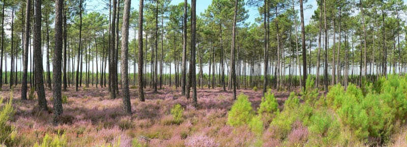 Dans la réserve géologique de Saucats - La Brède - Saucats