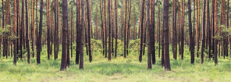 Sentier d'interprétation : l'Homme et la Nature - Le Porge