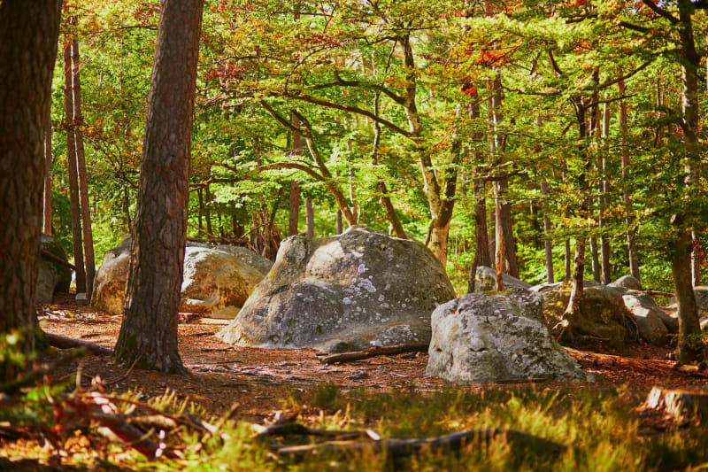 Boucle autour des Longues Vallées à Fontainebleau - Fontainebleau