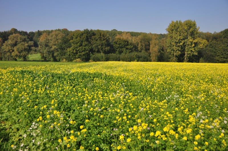 Balade champêtre depuis Les Alluets-le-Roi - Les Alluets-le-Roi