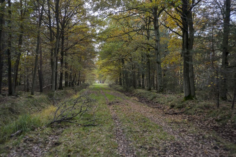 Autour de Dourdan dans la forêt de Saint-Arnoult - Dourdan