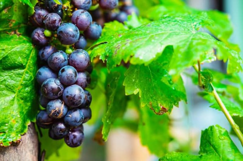 Au milieu des vignes au départ de Cars - Cars