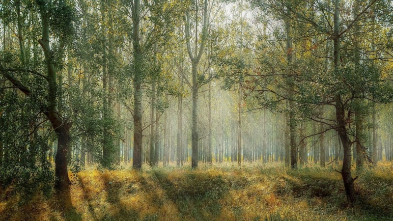 Asnières-sur-Oise dans les bois et la Pierre Turquaise - Viarmes
