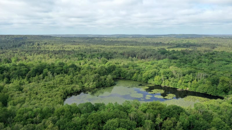 Balade en forêt à Clairefontaine-en-Yvelines - Clairefontaine-en-Yvelines