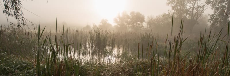 Randonnée dans les marais du nord blayais - Braud-et-Saint-Louis