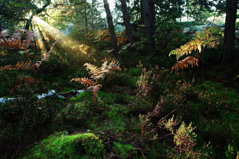 Balade dans le bois de Fontainebleau - Fontainebleau