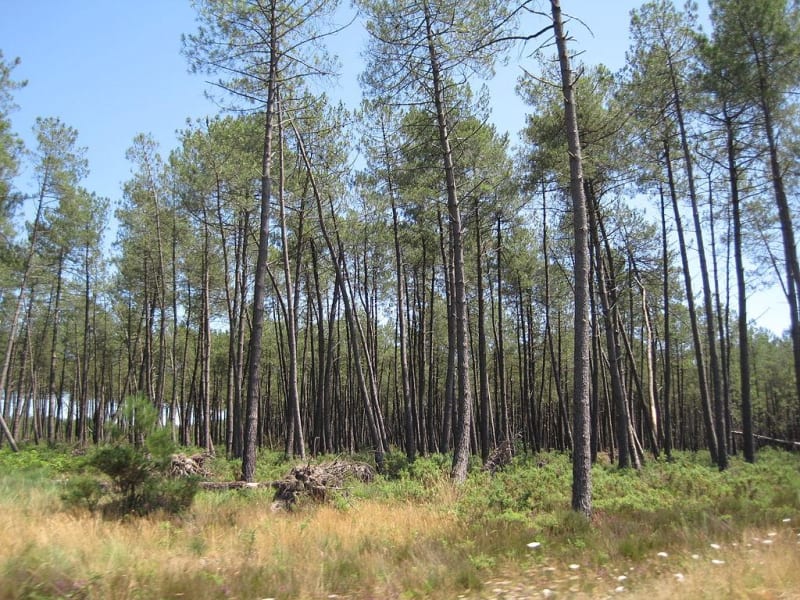 Boucle dans les Landes de Gascognes à Salles - Salles