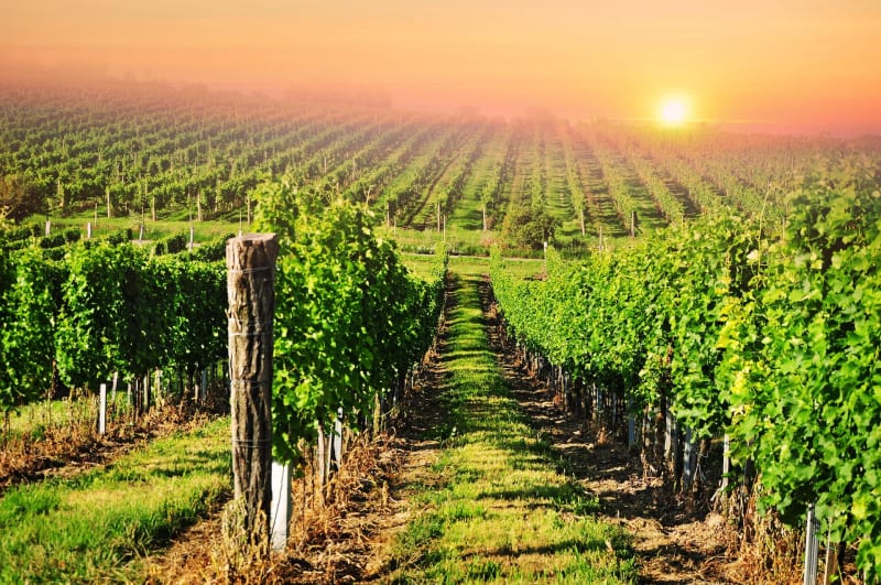 Randonnée dans les vignes à Lansac - Lansac