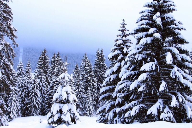 Chaudefour, entre neige et terre - Chambon-sur-Lac