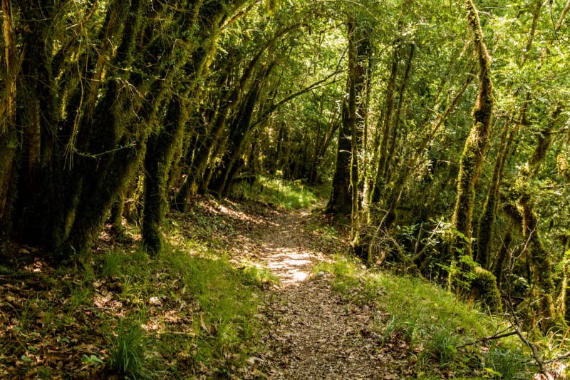Forêt de la Roche Turpin depuis Fontenay-lès-Briis - Fontenay-lès-Briis