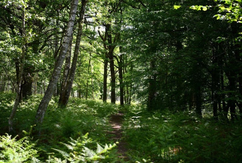 Bois de Barrau et vignes d'Aubie-et-Espessas - Val-de-Virvée
