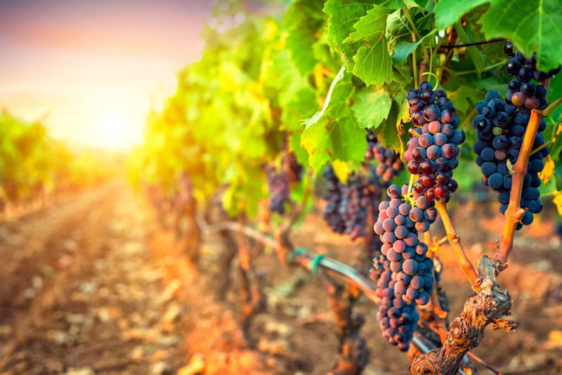 Les vignes de Saint-Genès-de-Fronsac - Saint-Gènes-de-Fronsac