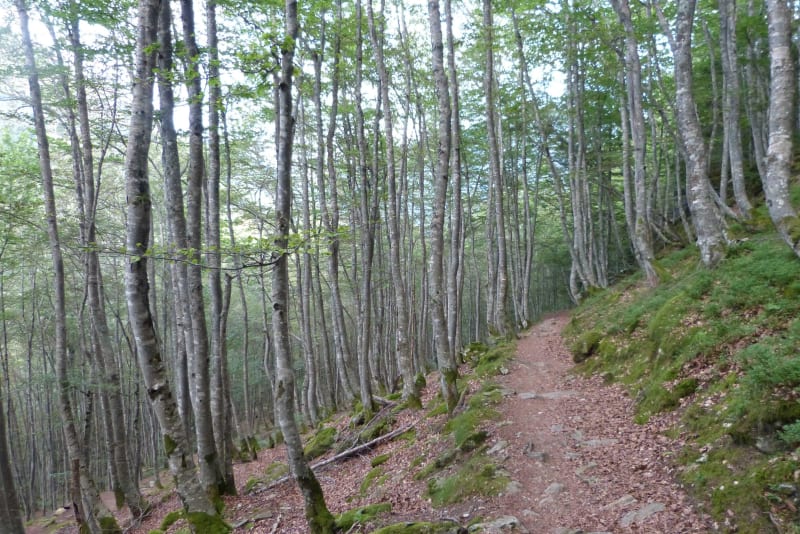 Cascade de Séris et rando forestière depuis Laruns - Laruns