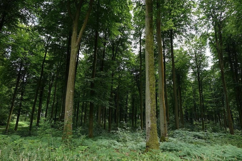 Balade forestière autour de Lapouyade - Lapouyade