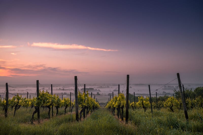 Tour des vignobles et château à Francs - Francs