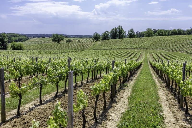 Dans les vignes de Saillans - Saillans