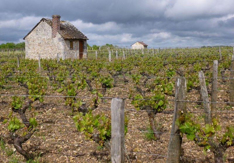 A la découverte des vignes de Berson - Berson