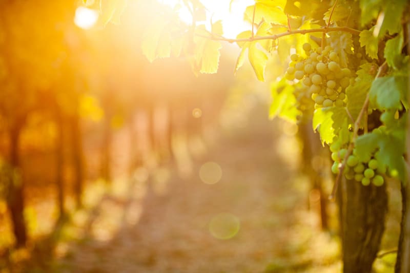 Villegouge entre sous bois et vignes - Villegouge