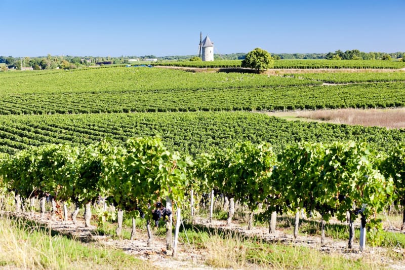 Entre château et vieux moulins à Fronsac - Fronsac