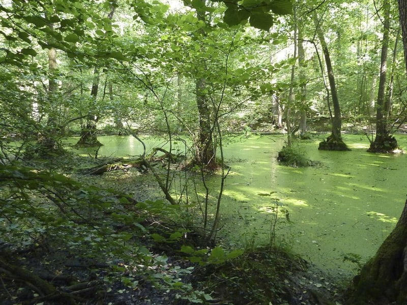 Eyrans et ses marécages - Saint-Seurin-de-Cursac