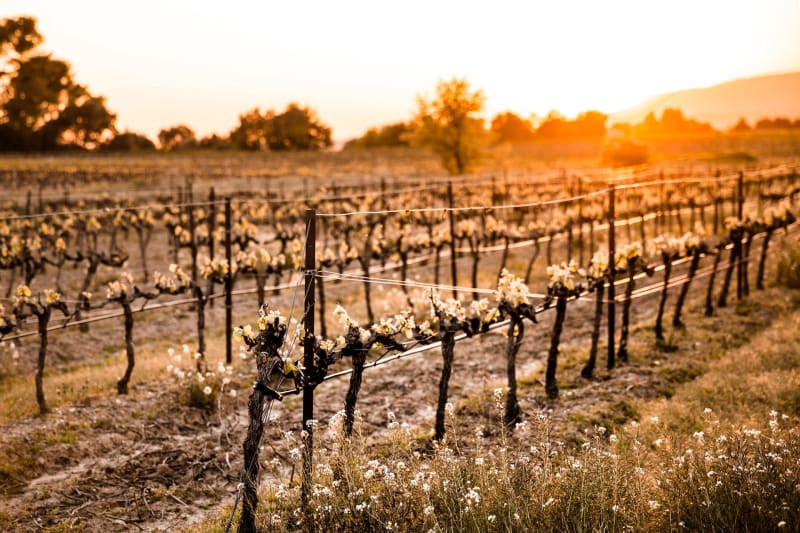 Les vignes de Saint-Laurent-des-Combes - Saint-Laurent-des-Combes